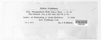 Phragmidium bulbosum image